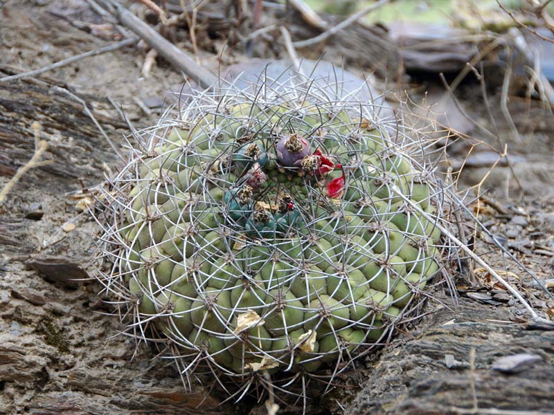 Gymnocalycium millaresii
